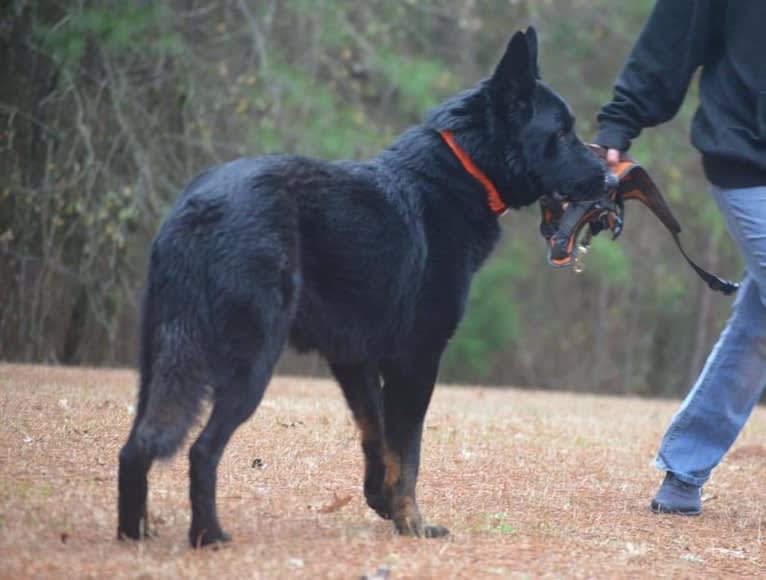vox vom fox, a German Shepherd Dog tested with EmbarkVet.com