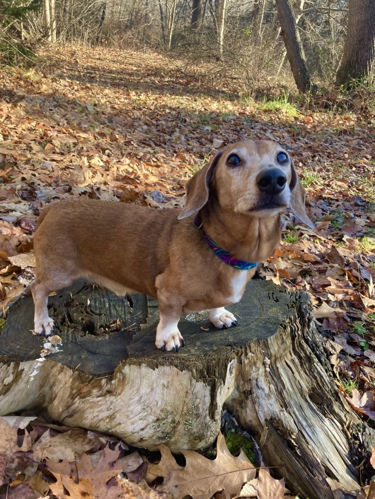 URO3 NI NE Jacob Levi RI SWA SHDNE CGCA TKP RATN RL1X RL2 RLV2X CW-ARA CW-DDA CW-Ob2A, a Dachshund tested with EmbarkVet.com