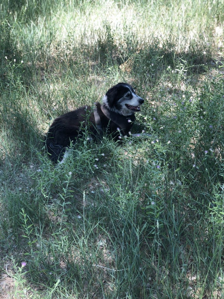 Dingo aka Mr D, a Border Collie and English Springer Spaniel mix tested with EmbarkVet.com