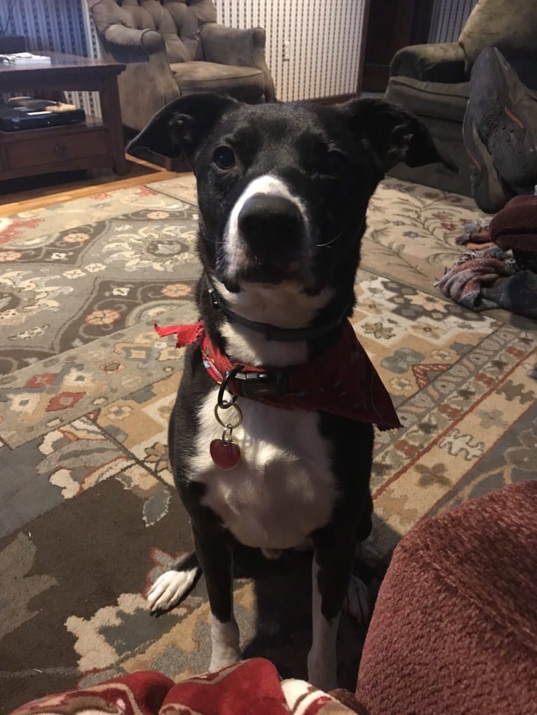 Guinness, an American Pit Bull Terrier and Boxer mix tested with EmbarkVet.com