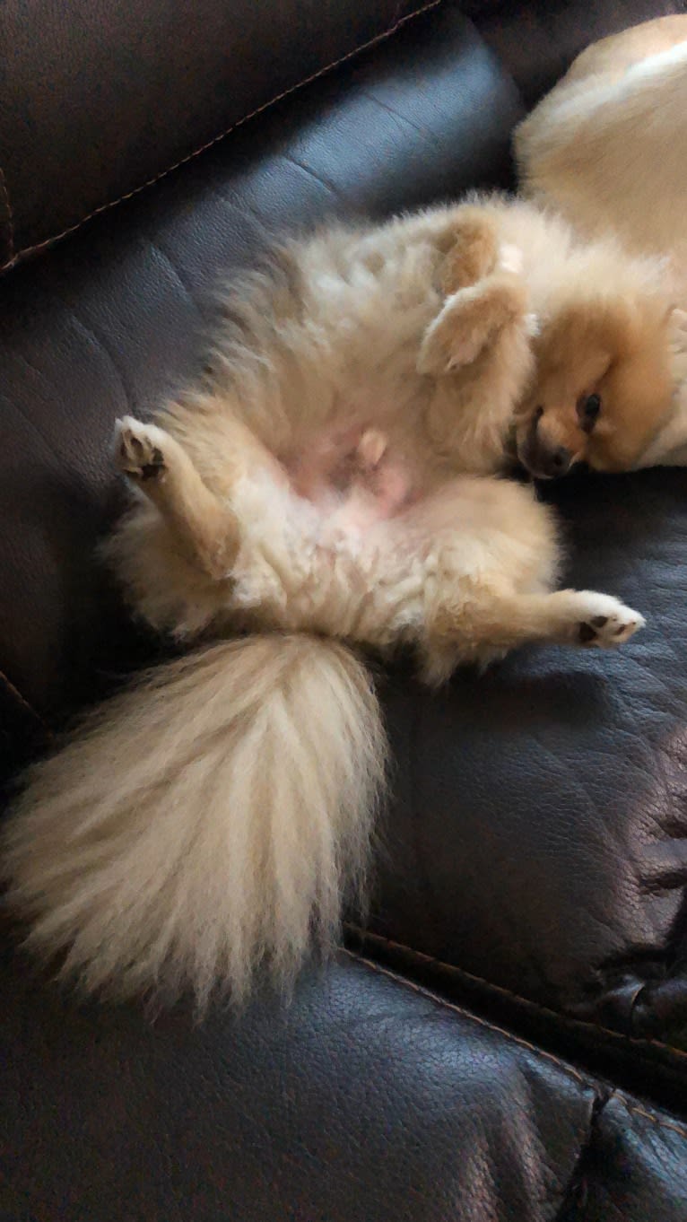 Rory, a Pomeranian tested with EmbarkVet.com