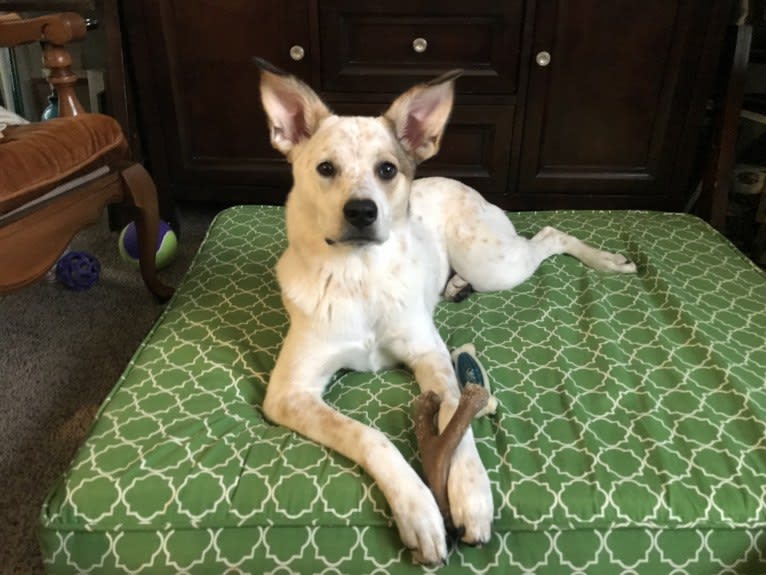 Millie, an Australian Cattle Dog and Great Pyrenees mix tested with EmbarkVet.com