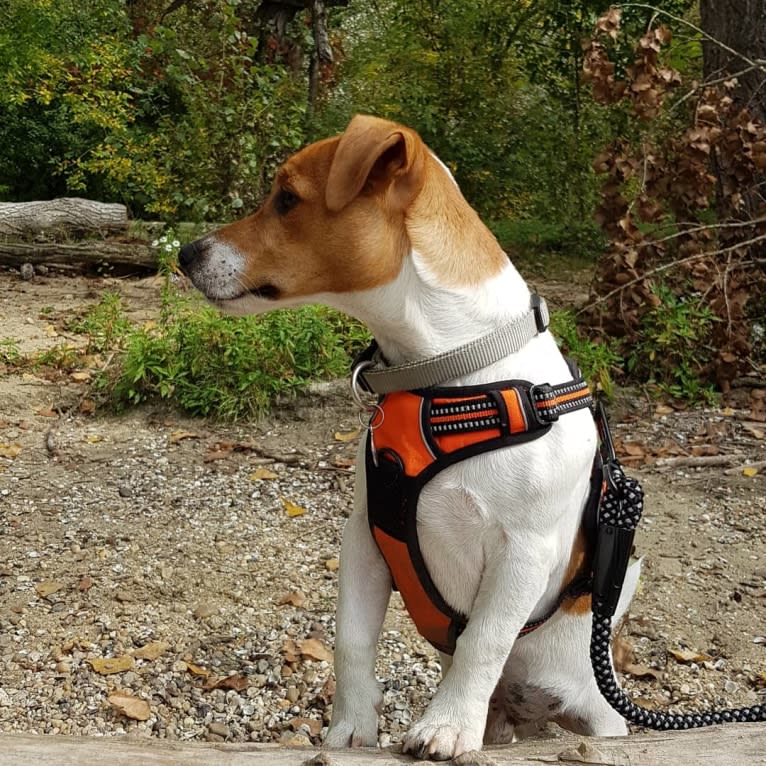 Skippy, a Russell-type Terrier and Smooth Fox Terrier mix tested with EmbarkVet.com