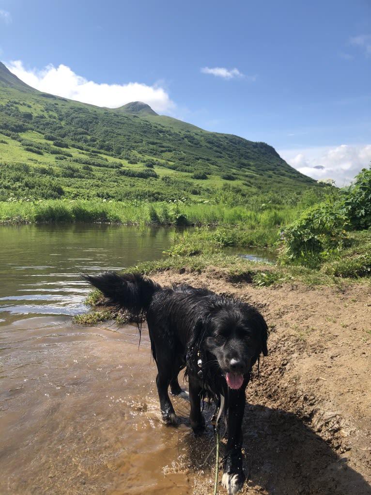 Beauregard, a Cocker Spaniel and Mountain Cur mix tested with EmbarkVet.com