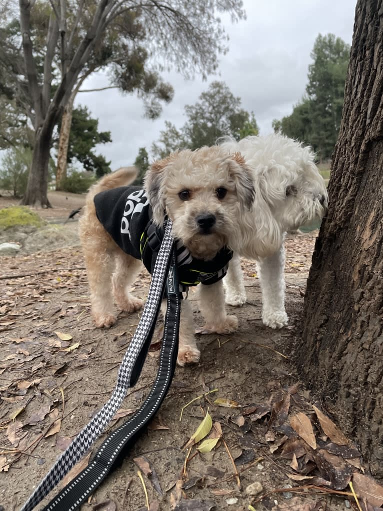 Beau, a Poodle (Small) and Russell-type Terrier mix tested with EmbarkVet.com