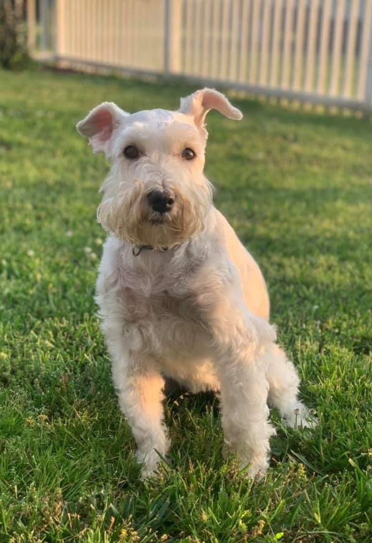 Sailor, a Miniature Schnauzer tested with EmbarkVet.com