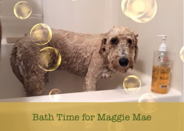 Maggie Mae, a Goldendoodle tested with EmbarkVet.com