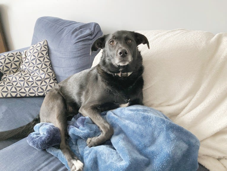 Momo, a German Shepherd Dog and Golden Retriever mix tested with EmbarkVet.com