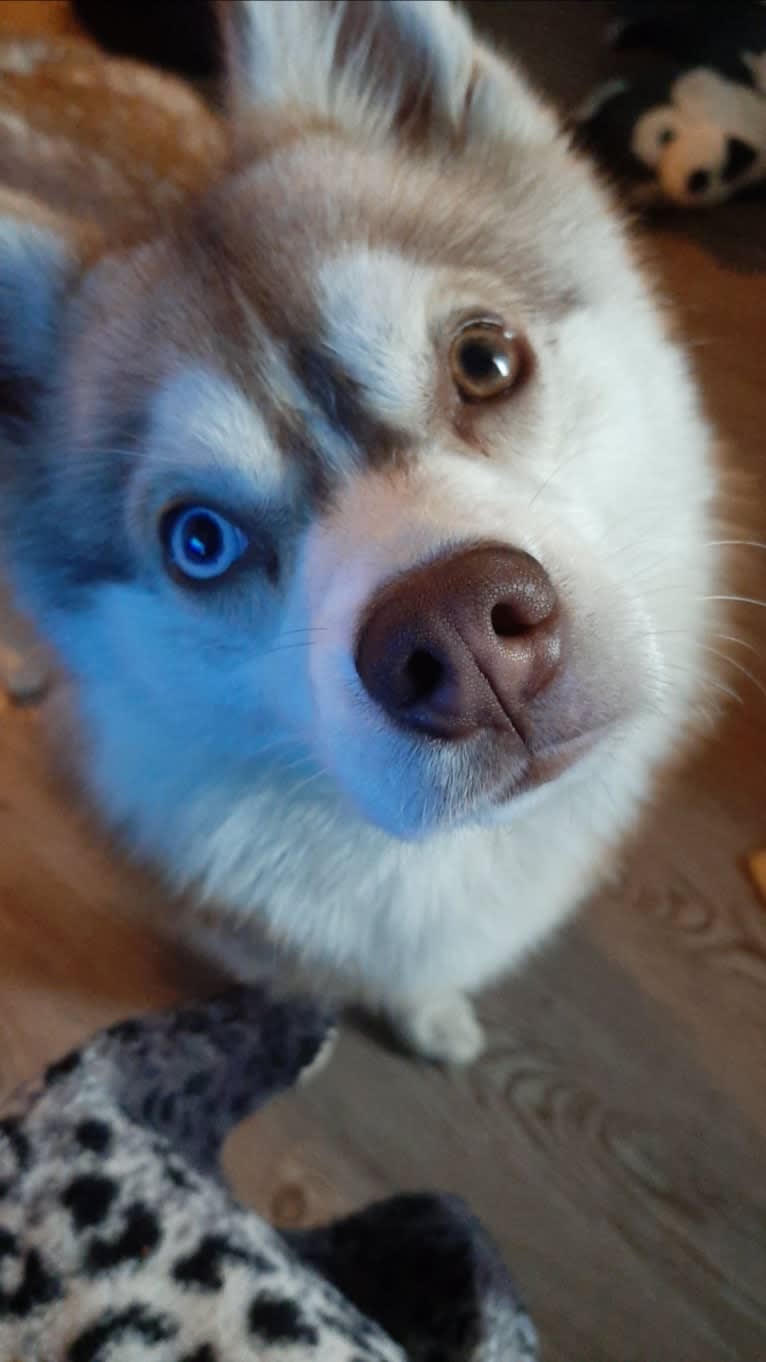 Simba, a Siberian Husky and Pomeranian mix tested with EmbarkVet.com