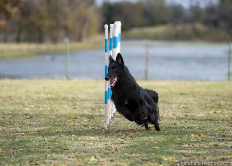 Spitfire's Quizzical Quest "Finch", a Belgian Shepherd tested with EmbarkVet.com