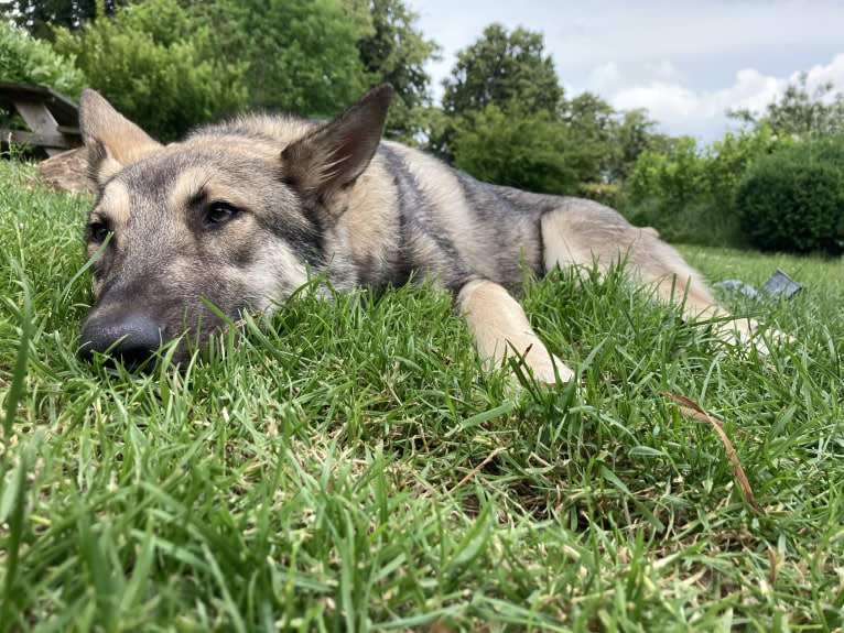 Obi, a Saarloos Wolfdog and Norwegian Elkhound mix tested with EmbarkVet.com