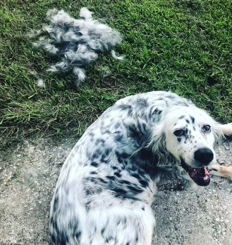 Velma, an English Setter (27.4% unresolved) tested with EmbarkVet.com