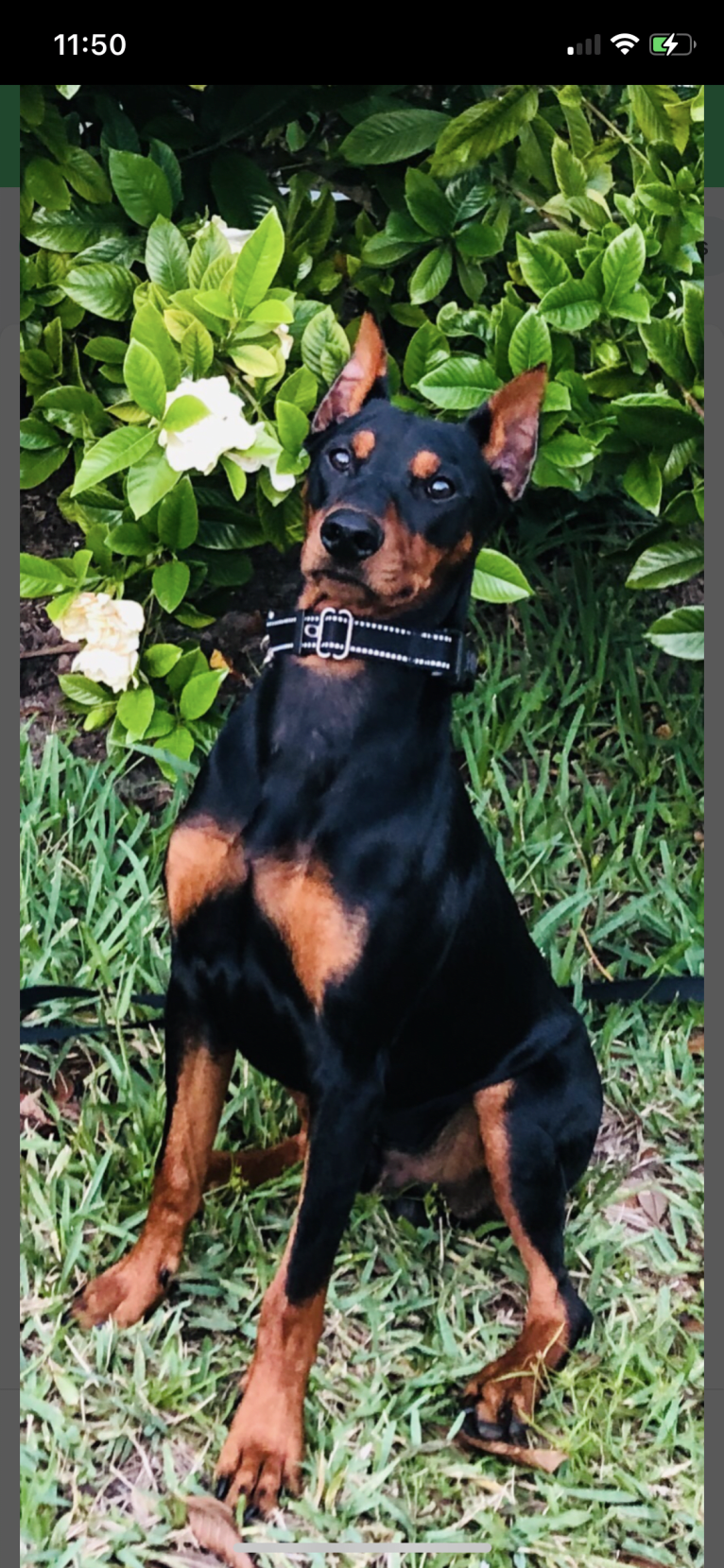 Allania Grand Zeus, a German Pinscher tested with EmbarkVet.com