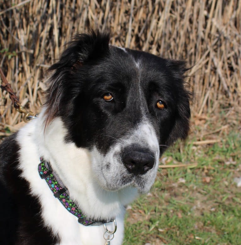 Tula, a Central Asian Shepherd Dog tested with EmbarkVet.com