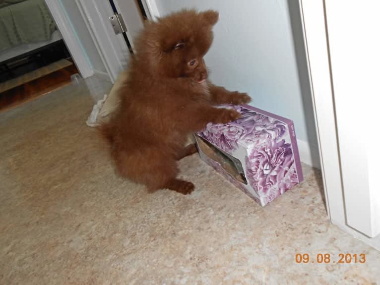 Brownie, a Pomeranian tested with EmbarkVet.com