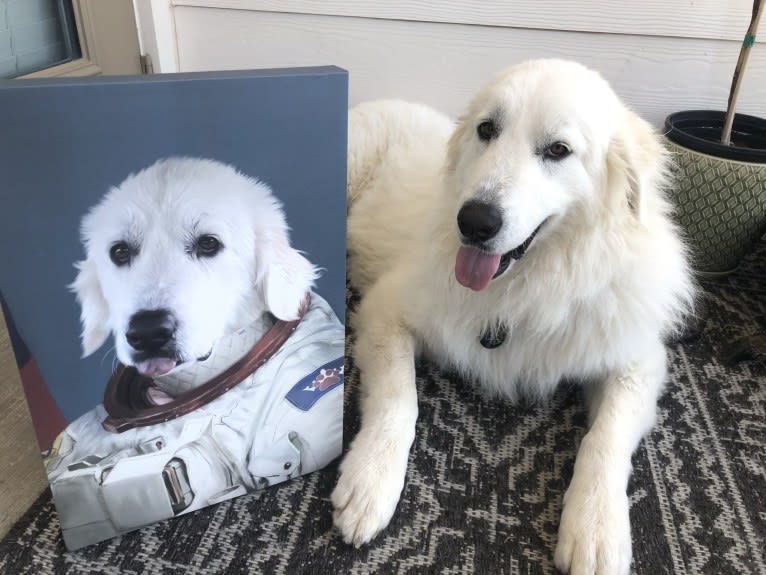 Looney “Chik’in Mini Bandit” Bear, a Great Pyrenees tested with EmbarkVet.com