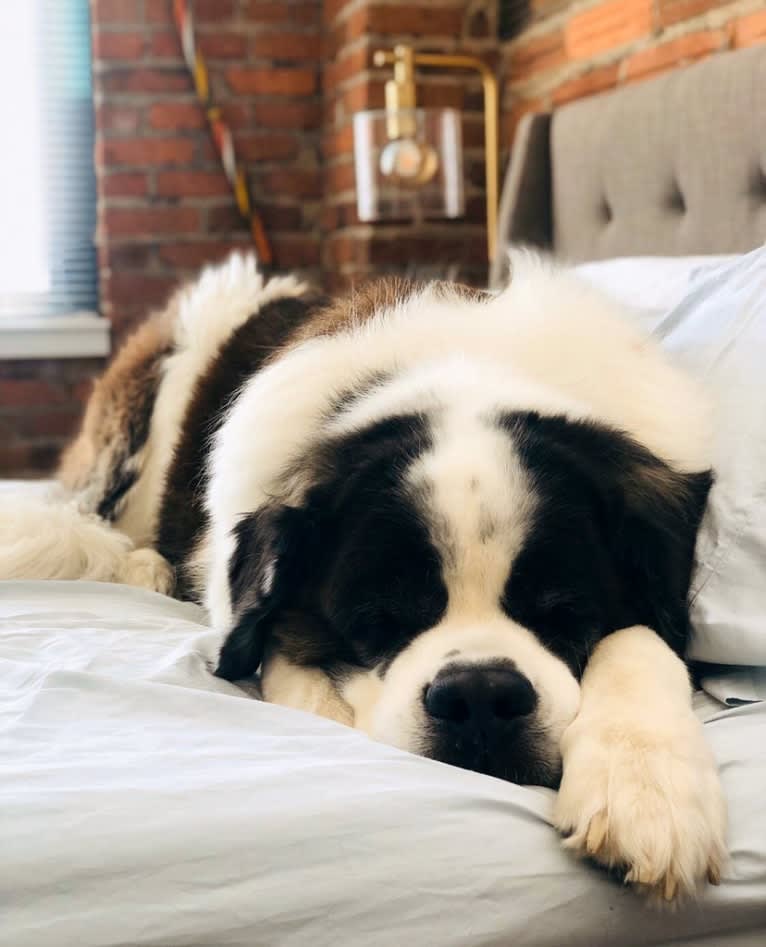 Sully, a Saint Bernard tested with EmbarkVet.com