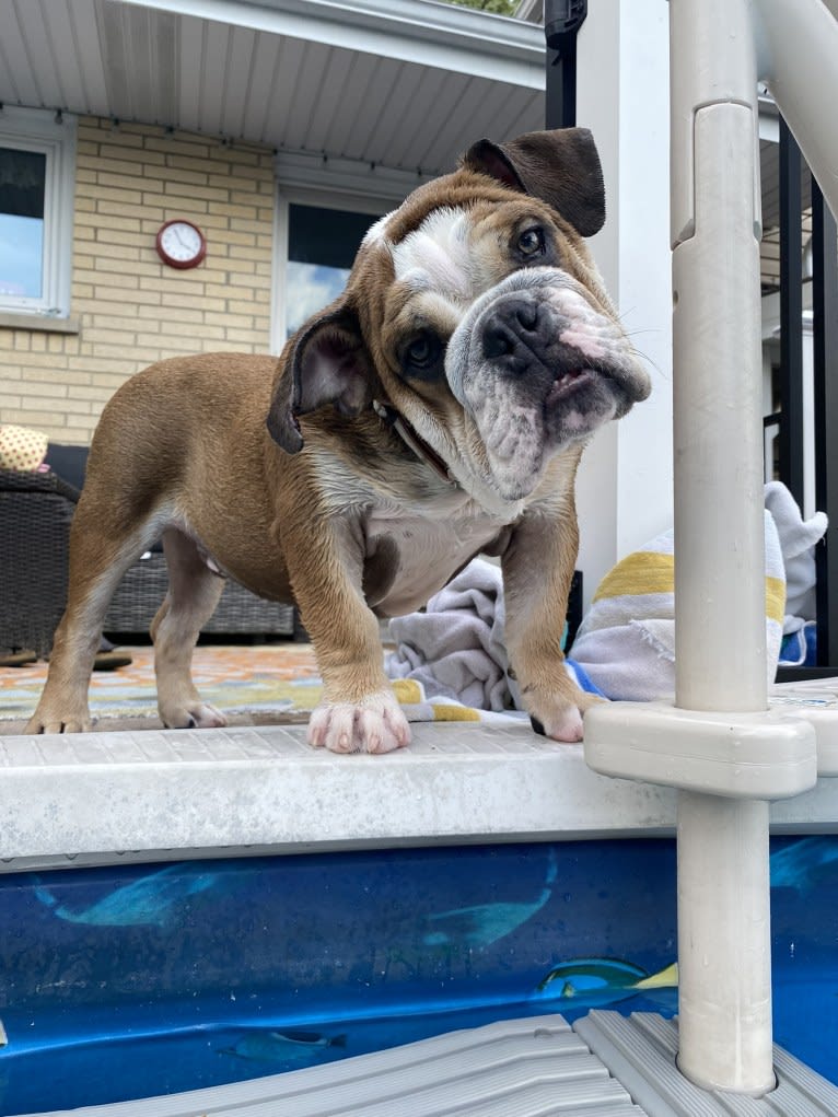 River Sable, a Bulldog tested with EmbarkVet.com