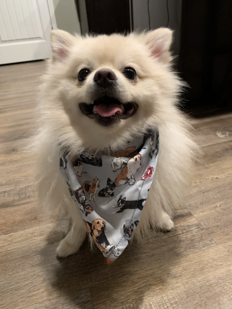 Koda, a Pomeranian tested with EmbarkVet.com