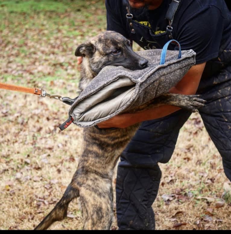 Jinx Van Patriot, a Dutch Shepherd and German Shepherd Dog mix tested with EmbarkVet.com