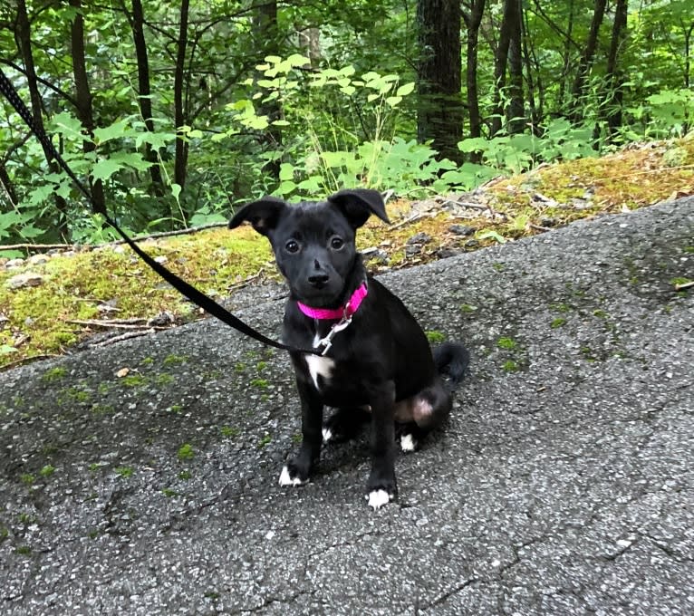 Phoebe, a Pug and Chihuahua mix tested with EmbarkVet.com