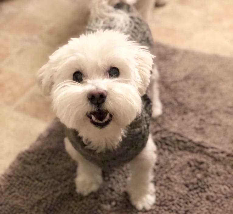 Gilly, a Havanese tested with EmbarkVet.com