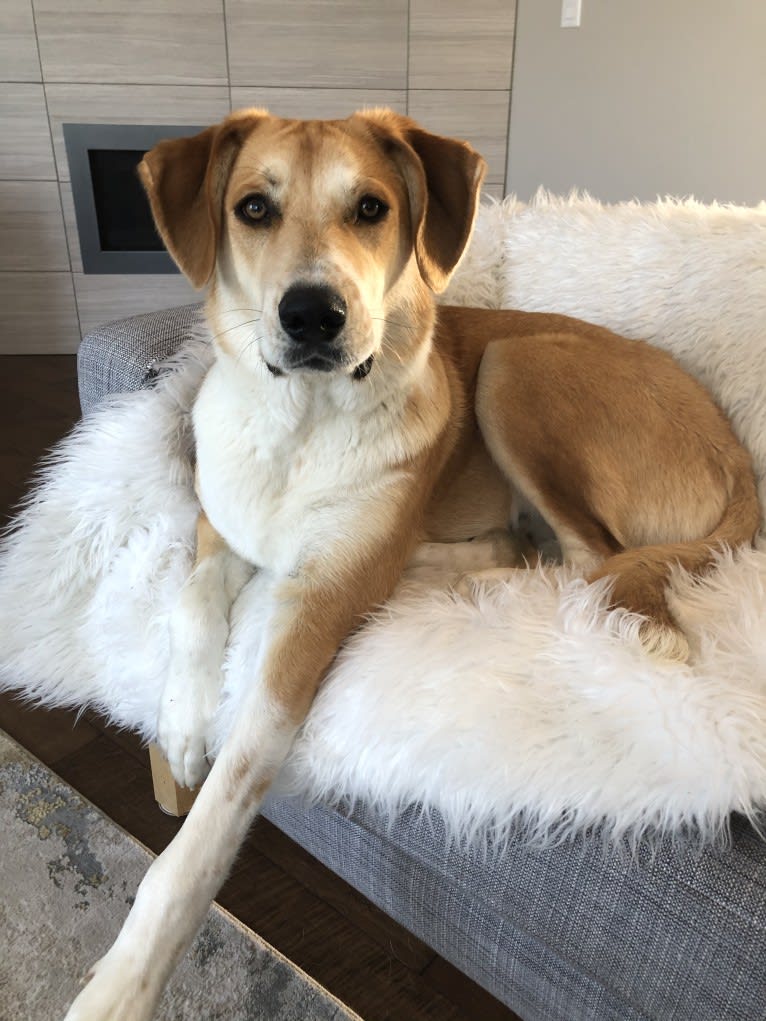 Bear, a Great Pyrenees and Australian Cattle Dog mix tested with EmbarkVet.com