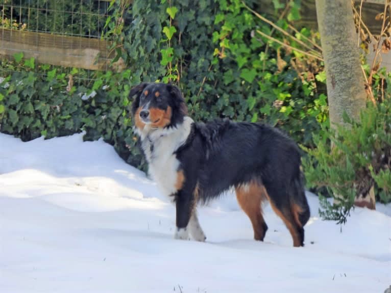 Jebediah Raphael, an English Shepherd tested with EmbarkVet.com