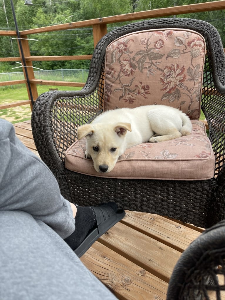 Nala, a Labrador Retriever and Chow Chow mix tested with EmbarkVet.com