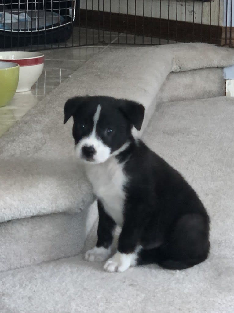 Easton, a Great Pyrenees and American Pit Bull Terrier mix tested with EmbarkVet.com