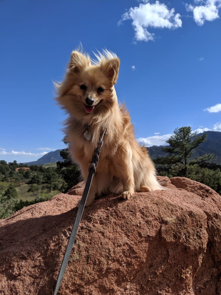 Luther, a Pomeranian tested with EmbarkVet.com