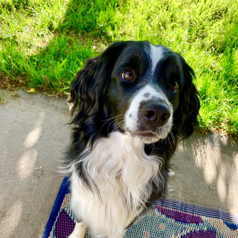 Pepé le Pew, a Miniature/MAS-type Australian Shepherd and English Springer Spaniel mix tested with EmbarkVet.com