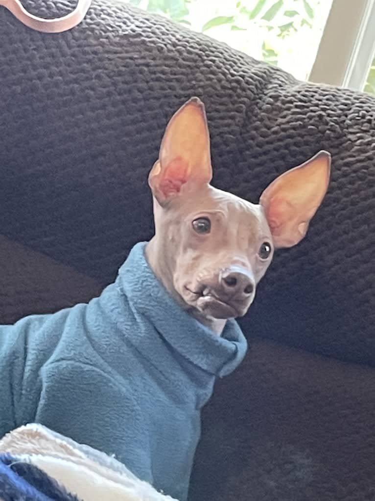 Tater Tot (Namaste), an American Hairless Terrier tested with EmbarkVet.com