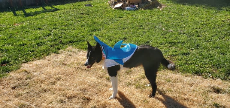 Dumaw Oakenshield, a Karelian Bear Dog tested with EmbarkVet.com