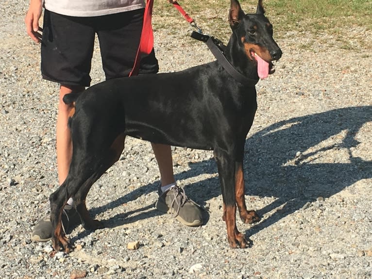 Aries, a Doberman Pinscher tested with EmbarkVet.com