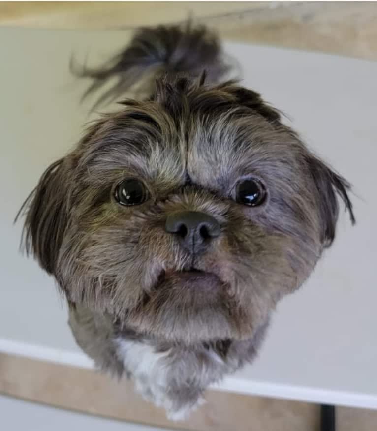 Morpheus, a Shih Tzu tested with EmbarkVet.com