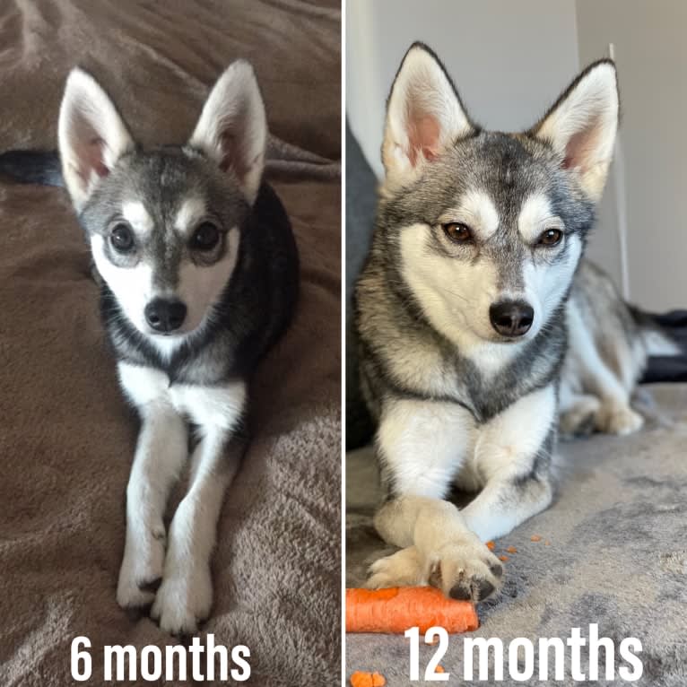 Aieva, an Alaskan Klee Kai tested with EmbarkVet.com