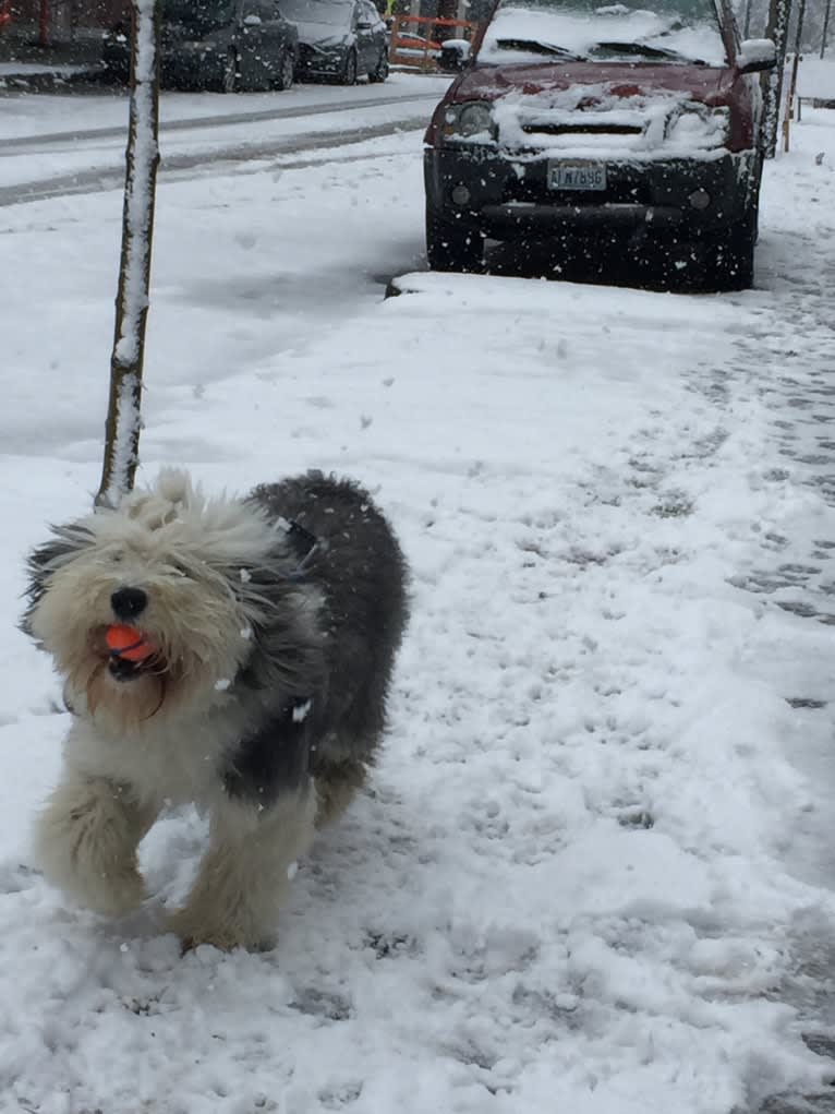 Winston, an Old English Sheepdog tested with EmbarkVet.com