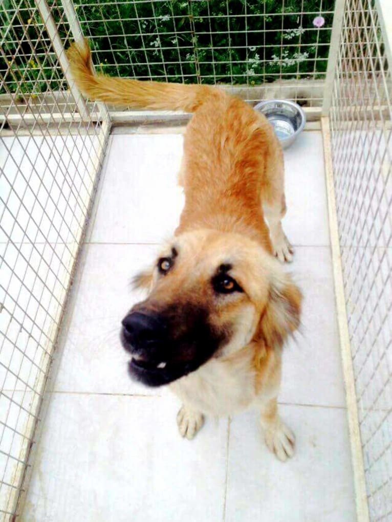 Lucy, an Arabian Village Dog tested with EmbarkVet.com