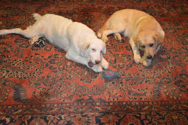 casper, a Great Pyrenees and Labrador Retriever mix tested with EmbarkVet.com