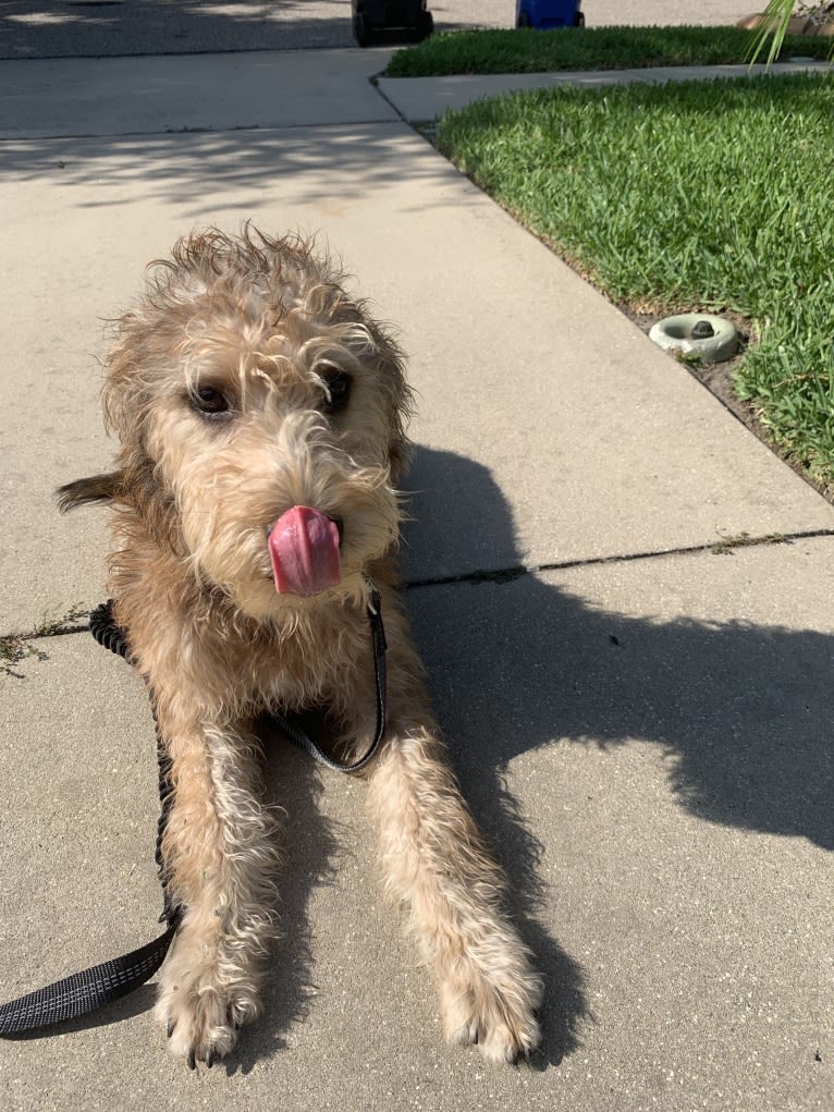 Tyrion, a Poodle (Standard) and American Pit Bull Terrier mix tested with EmbarkVet.com