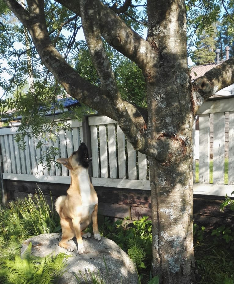 Kelmi, an Eastern European Village Dog and German Shepherd Dog mix tested with EmbarkVet.com