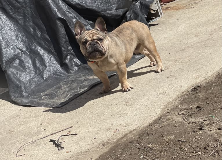 Louie, a French Bulldog and Bulldog mix tested with EmbarkVet.com