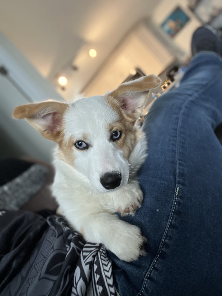 Sable, a Pembroke Welsh Corgi tested with EmbarkVet.com