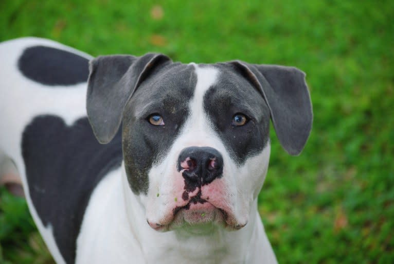 Cypress, an American Bully and American Pit Bull Terrier mix tested with EmbarkVet.com