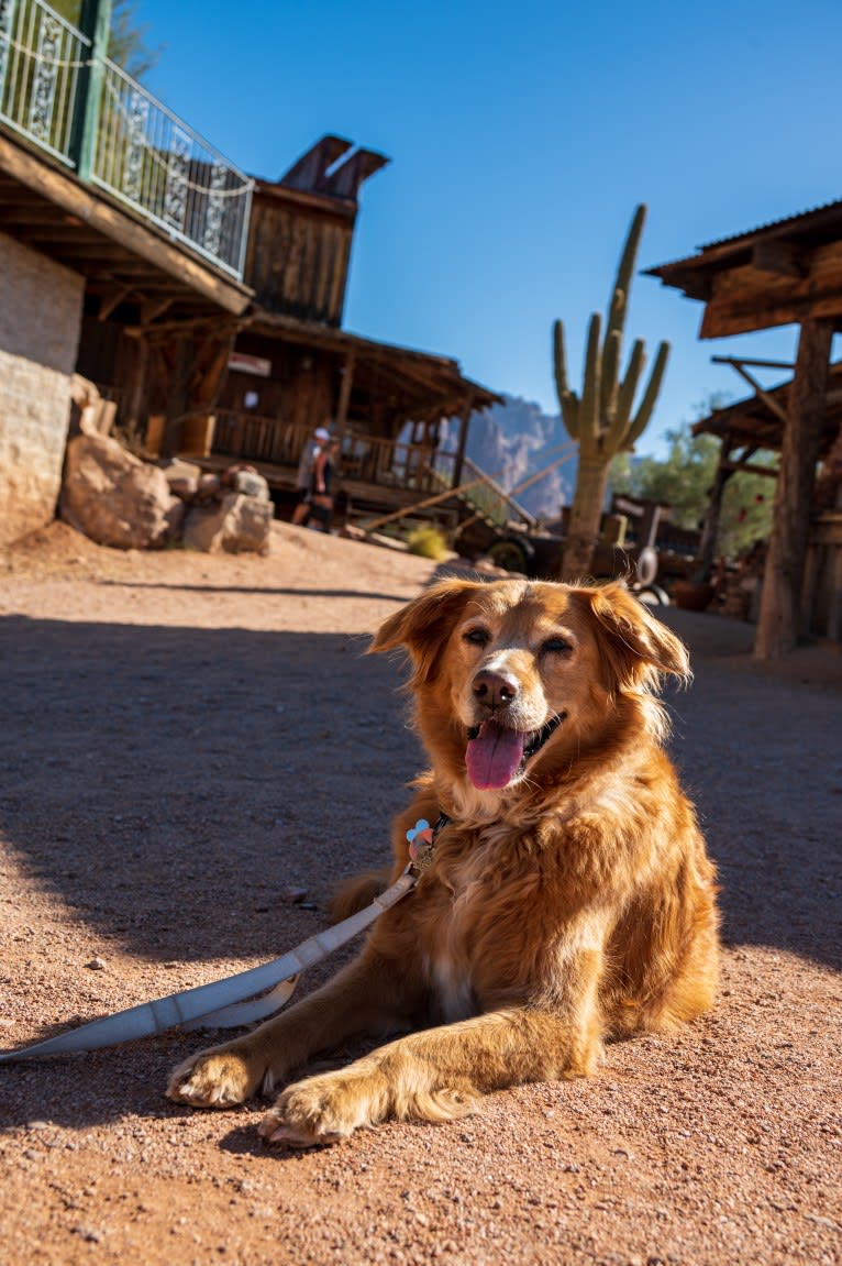 Roxy, a Chow Chow and American Pit Bull Terrier mix tested with EmbarkVet.com