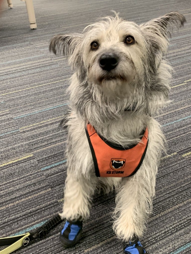 Dory, a Siberian Husky and Poodle (Small) mix tested with EmbarkVet.com