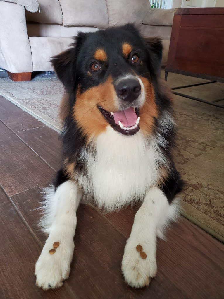 Champ Ice, an Australian Shepherd tested with EmbarkVet.com