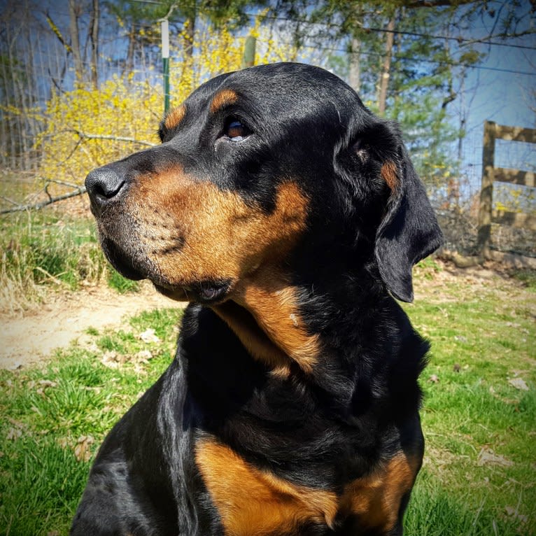 Agnes, a Rottweiler tested with EmbarkVet.com