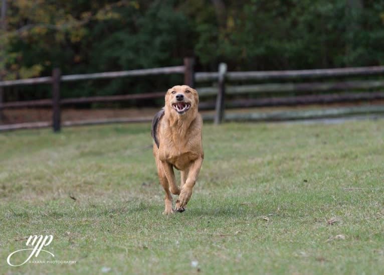 Rambo, a Labrador Retriever and Golden Retriever mix tested with EmbarkVet.com